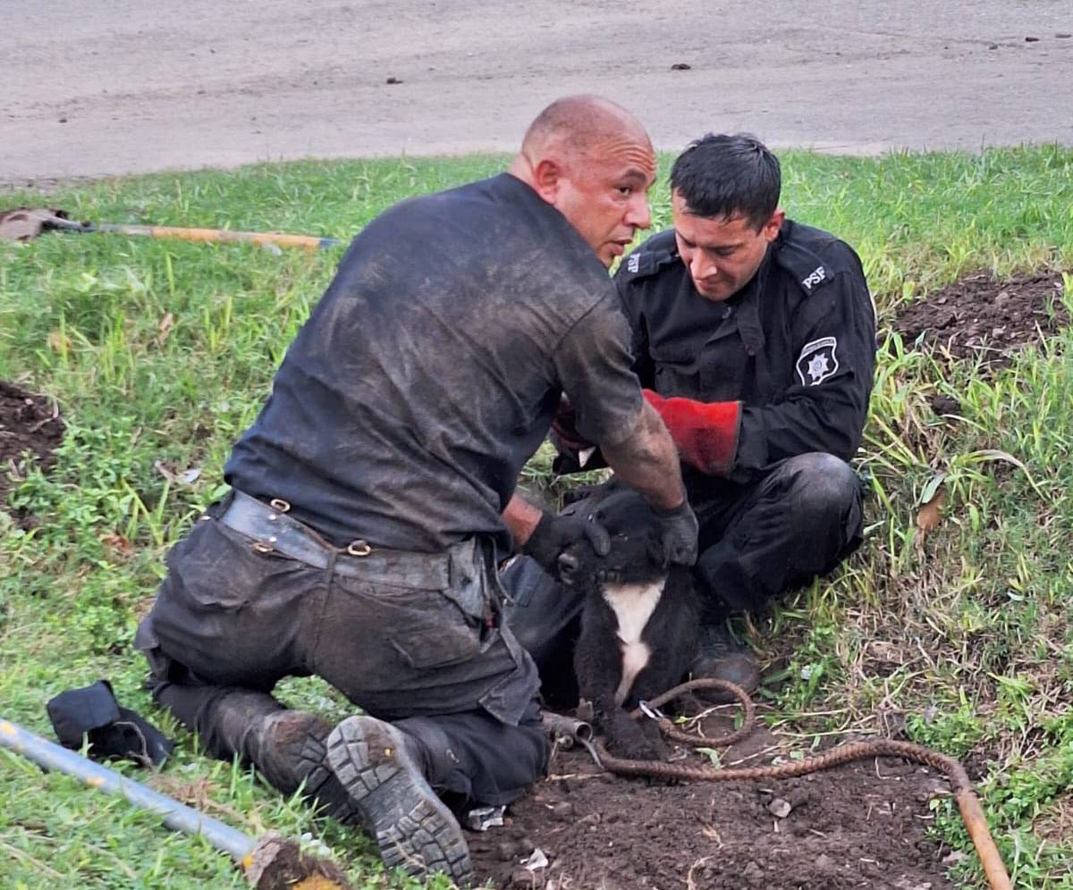 Rescate Animal: ofrecen una diplomatura para profesionalizar protocolos 
